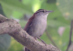 Thryophilus rufalbus