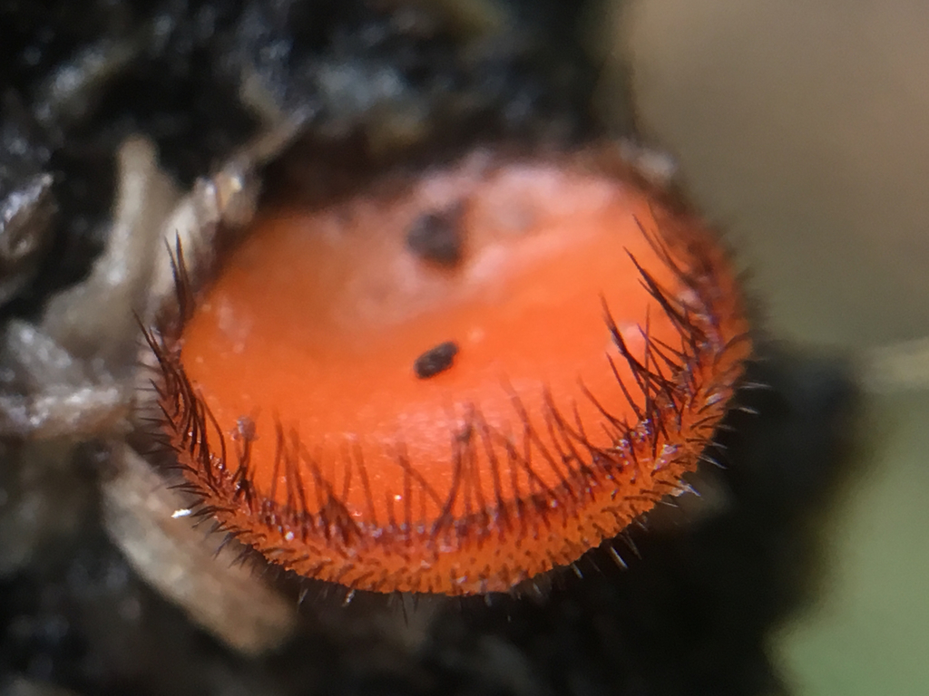 Scutellinia crinita