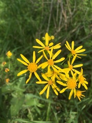 Senecio ampullaceus