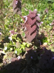 Lamium purpureum
