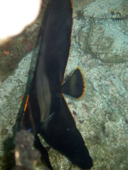 Platax pinnatus