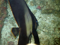 Platax pinnatus