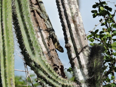 Ctenosaura melanosterna