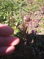 Cardamine hirsuta