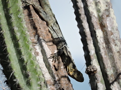 Ctenosaura melanosterna