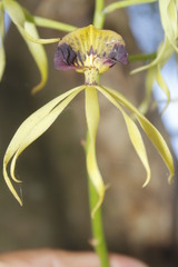 Prosthechea cochleata