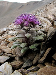 Saussurea glacialis