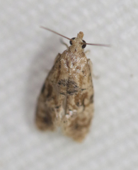 Cochylis
