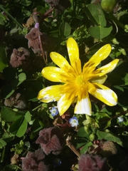 Ficaria verna