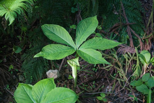 Arisaema ovale iNat (2)