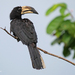 West African Pied Hornbill - Photo (c) Nik Borrow, some rights reserved (CC BY-NC)