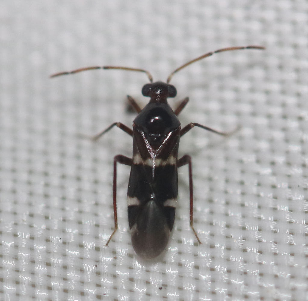 Cyrtopeltocoris gracilentis