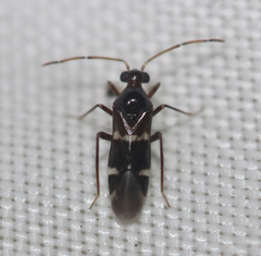 Cyrtopeltocoris