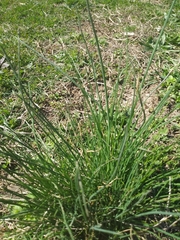 Allium vineale
