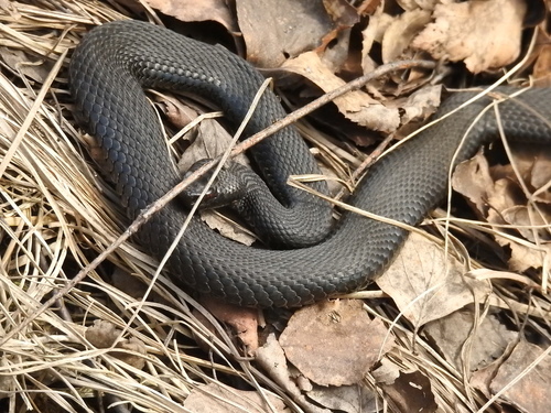 Photo of a Adder (Vipera nikolskii)