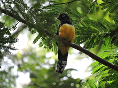 Trogon melanocephalus