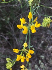 Coronilla