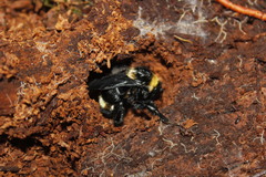 Bombus medius