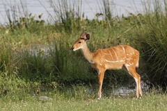 Tragelaphus scriptus bor