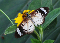 Acraea encedon encedon