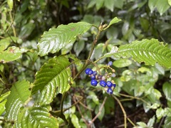 Palicourea cyanococca