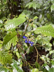 Palicourea cyanococca