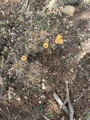 Cylindropuntieae