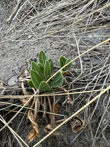 Oenothera howardii, photograph 6