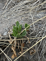 Oenothera howardii, photograph (c) Jared Shorma, some rights reserved (CC BY)