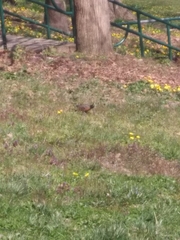 Turdus migratorius