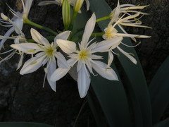 Pancratium illyricum