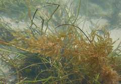Sargassum natans