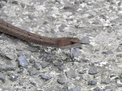 Psammodynastes pulverulentus