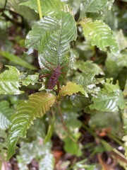 Leptoscelis quadrisignatus