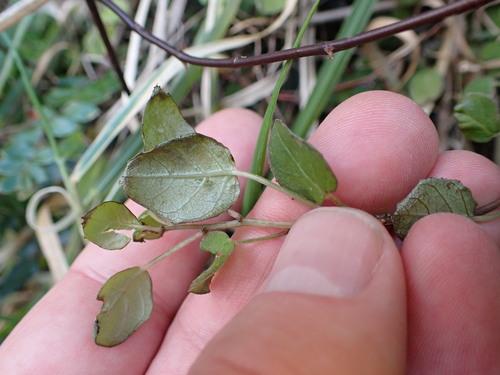 Fuchsia perscandens, photograph 4