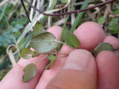 Fuchsia perscandens, photograph (c) Leon Perrie, some rights reserved (CC BY)