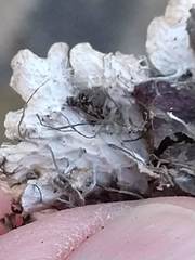 Peltigera ponojensis