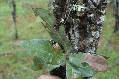 Quercus crispifolia