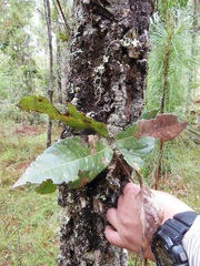Quercus crispifolia