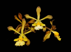 Encyclia papillosa