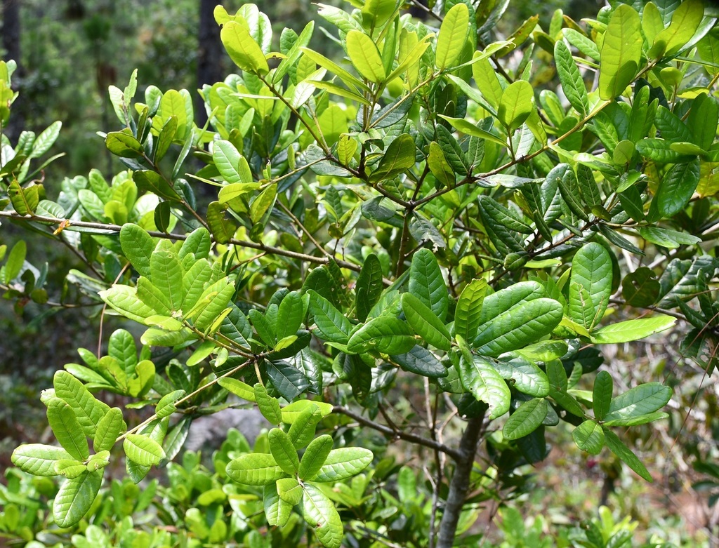 Quercus elliptica from La Trinitaria, Chis., México on April 30, 2019 ...