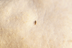 Entomobrya albocincta