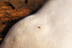 Entomobrya albocincta