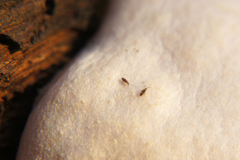 Entomobrya albocincta