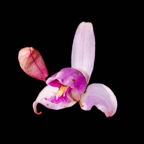 Bletia purpurea, photograph 6