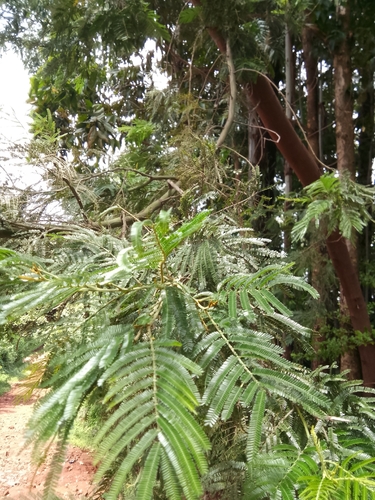 black wattle