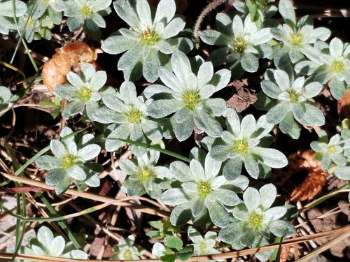 Filago pygmaea, photograph 5