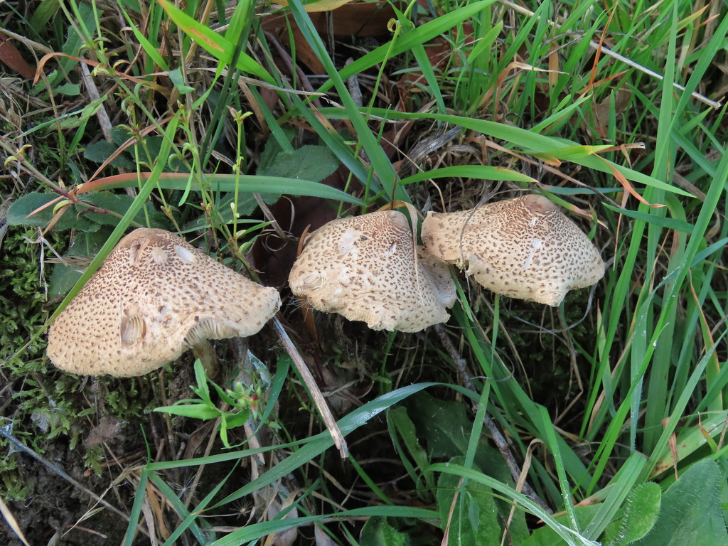 Macrolepiota clelandii · April 2026 · photo: © cygnet (iNaturalist, cc-by)