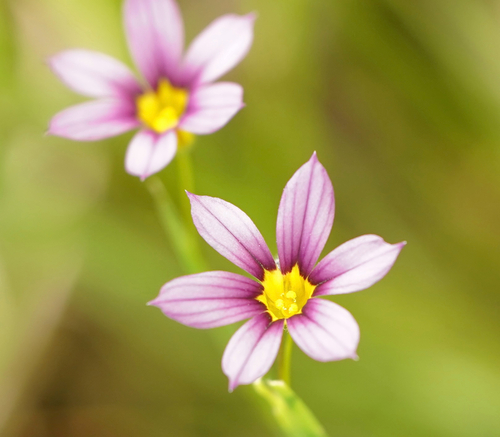 Sisyrinchium micranthum