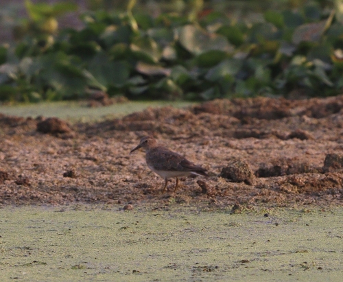 Temminck's Stint